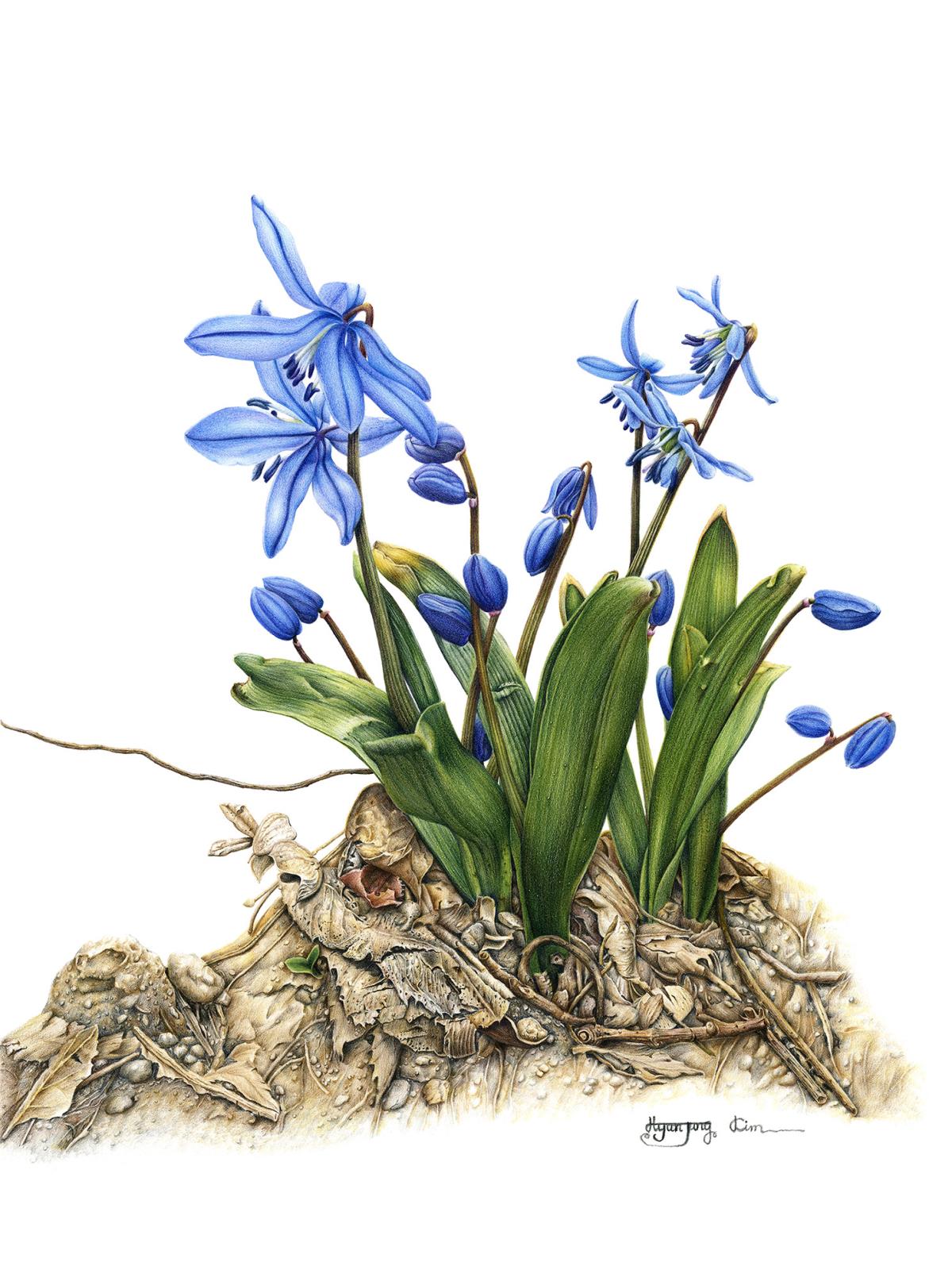 Scilla siberica Haw.
